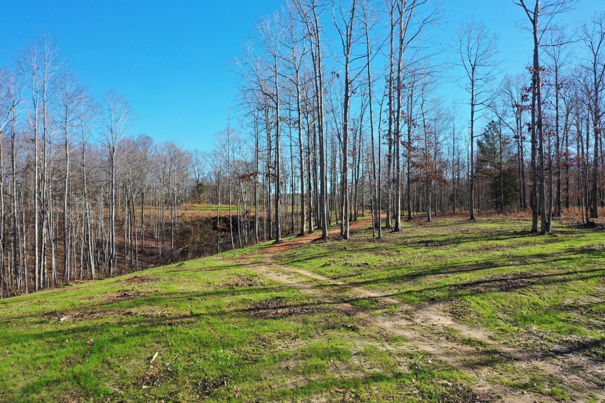 0 Bell Branch Road Nunnelly, TN 37137 - Photo 3 of 22 a garden with trees in the background