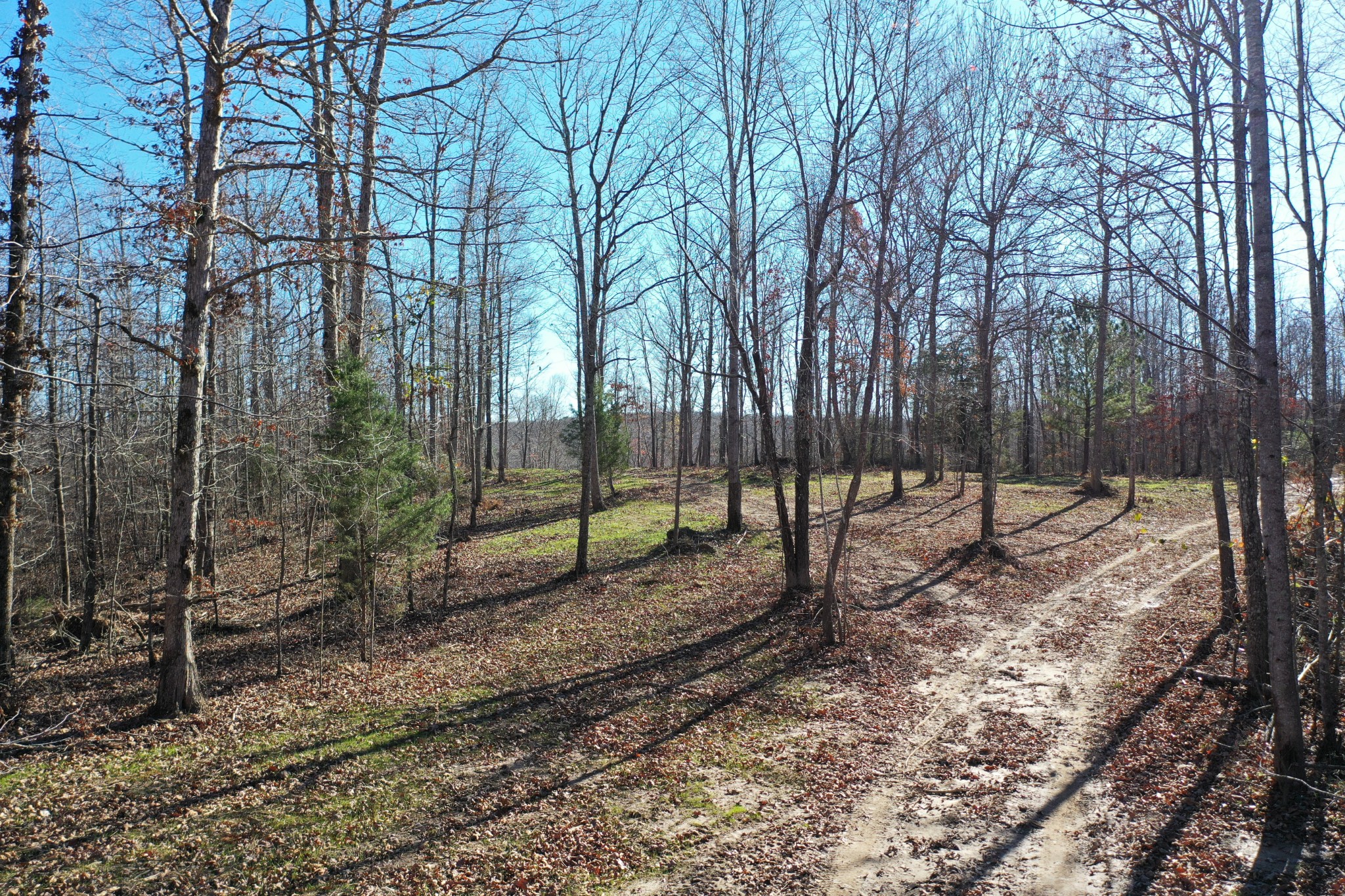 0 Bell Branch Road Nunnelly, TN 37137 - Photo 10 of 22 a view of a yard with a tree