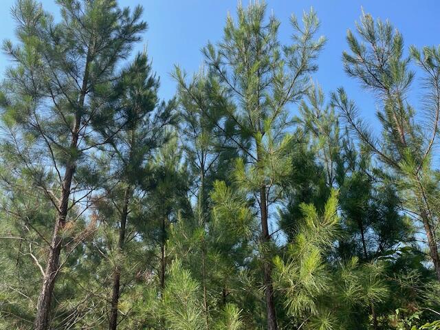 0 Old River Road Elloree, SC 29047 - Photo 3 of 8 IMG_2817