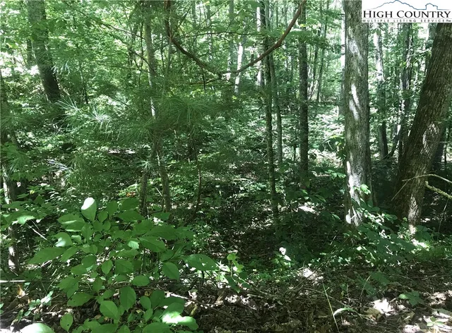 a view of a lush green forest