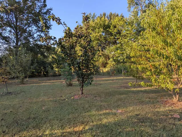 a view of dirt field with trees