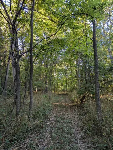 a view of a forest with trees in the background