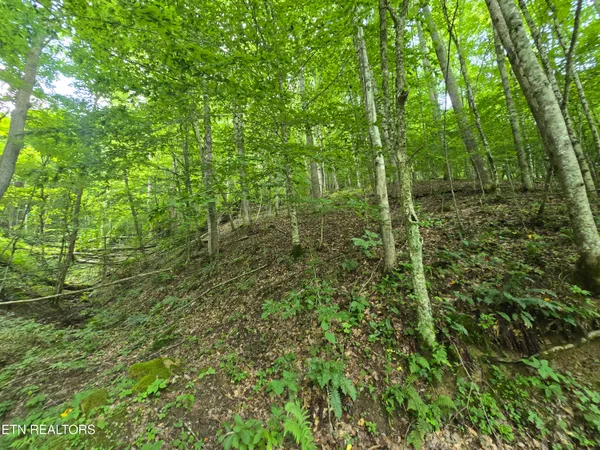 $49,900 | 0 Left Poor Valley Road, Pennington Gap, VA 24277