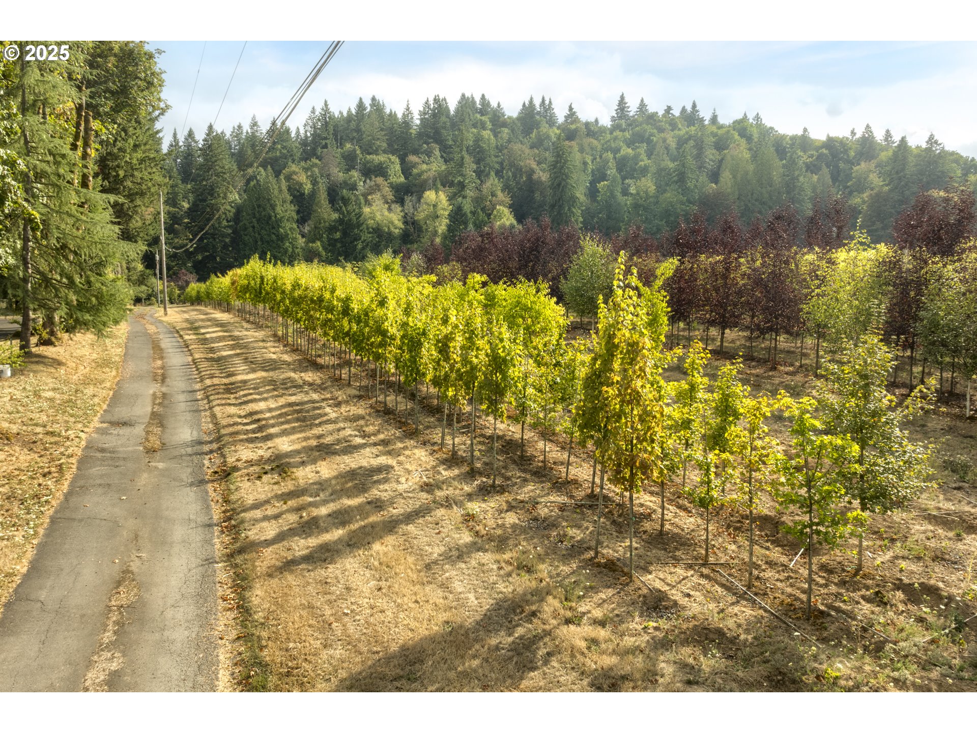 29630 Southeast Wheeler Road Boring, OR 97009 - Photo 7 of 46 a view of a yard