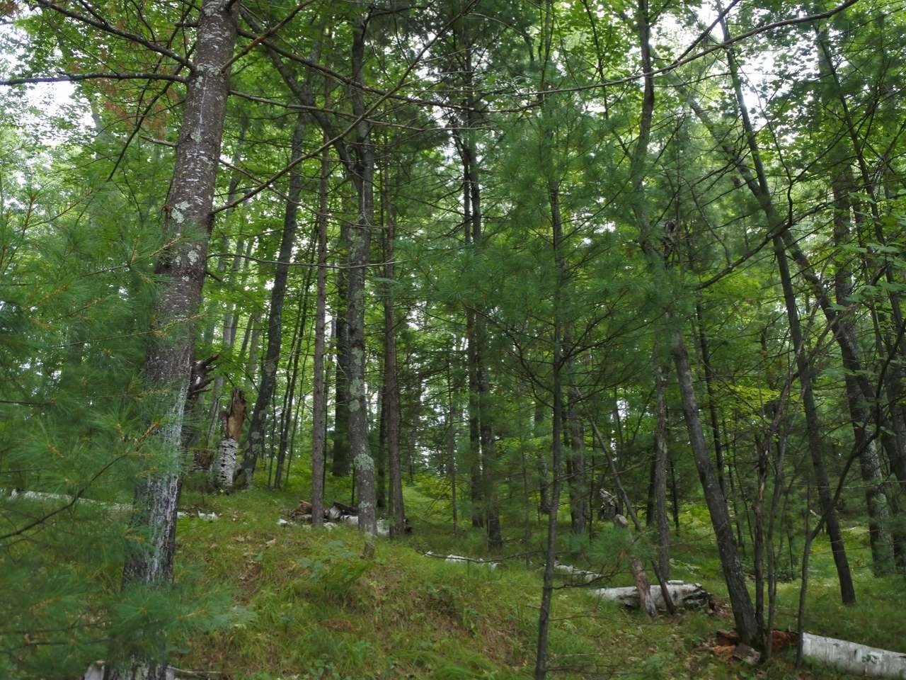 Lot A Egtvedt Road Woodruff, WI 54568 - Photo 25 of 30 Gallery Image 25