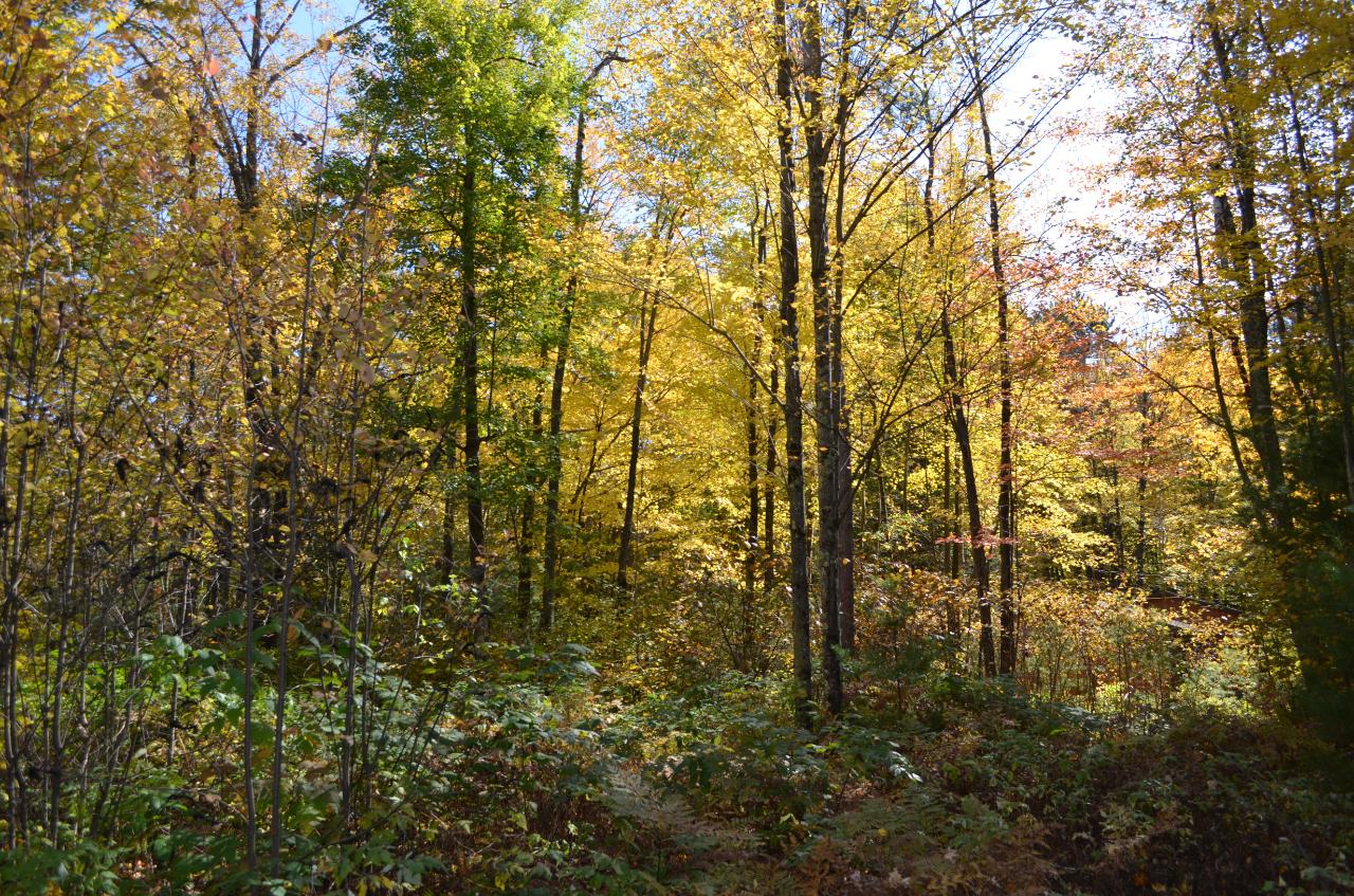 Lot 4 Deer Lake Road Tomahawk, WI 54487 - Photo 12 of 15 Gallery Image 12
