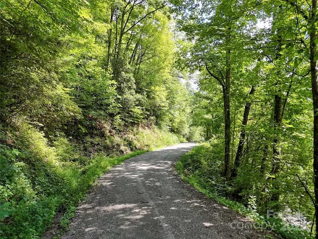 a view of a yard with plants and large trees