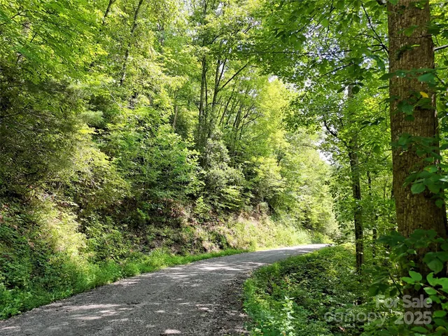 a view of a yard with plants and large trees