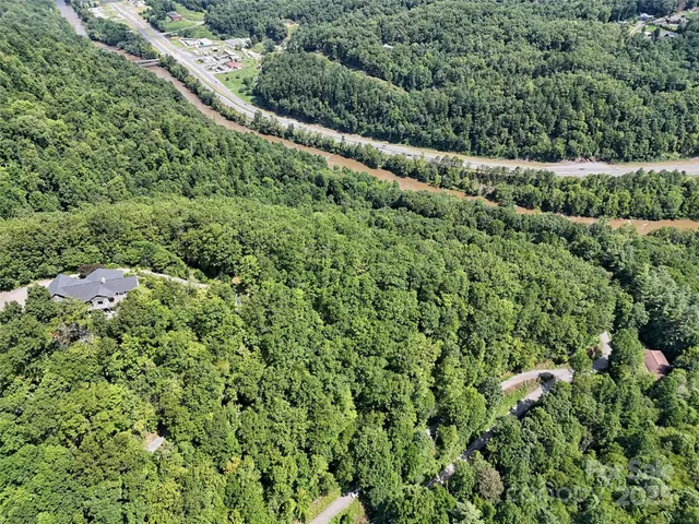 a view of a forest with a tree