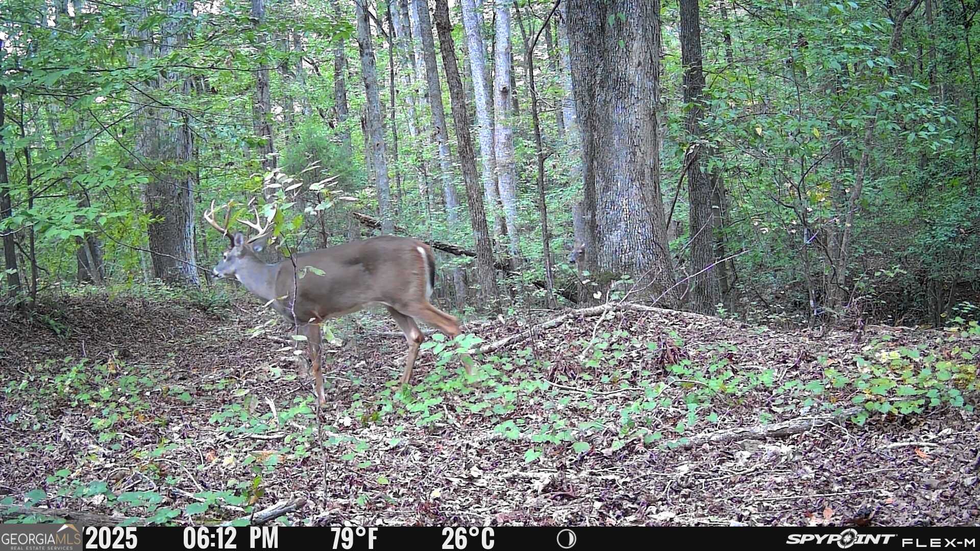 1590 James Adams Road Danielsville, GA 30633 - Photo 22 of 98