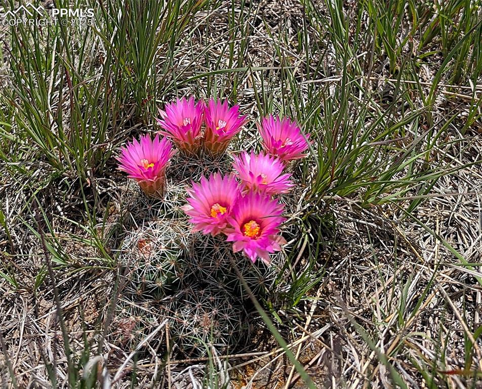 7995 Cowboy Rnch View Peyton, CO 80831 - Photo 11 of 24 a view of a flower