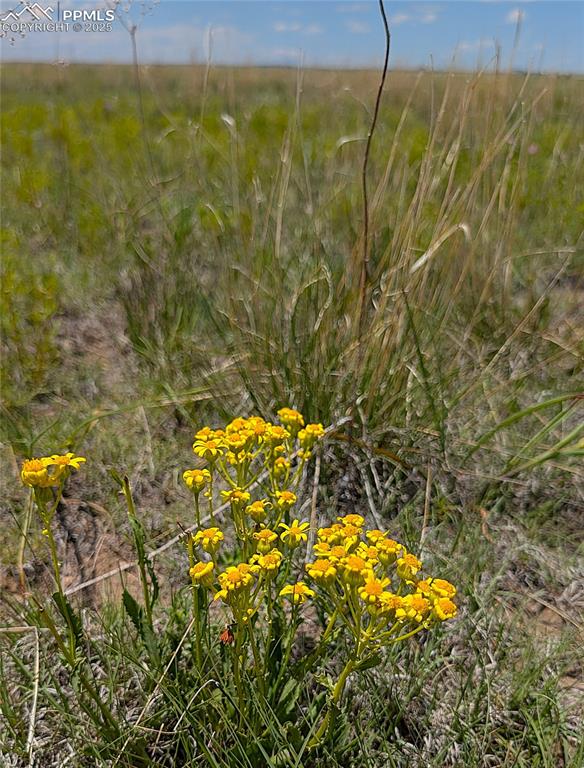 7995 Cowboy Rnch View Peyton, CO 80831 - Photo 13 of 24 a view of a garden