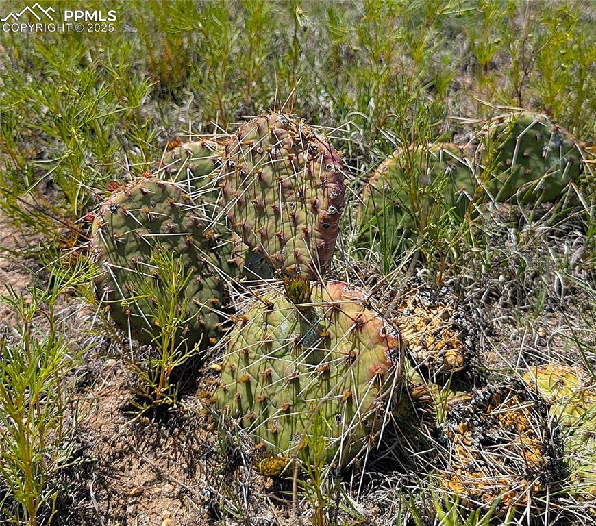 7995 Cowboy Rnch View Peyton, CO 80831 - Photo 14 of 24