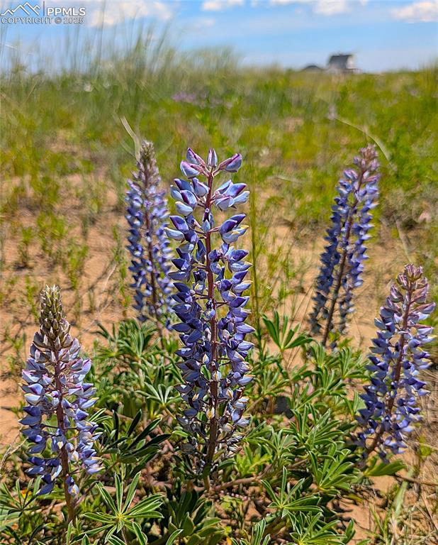 7995 Cowboy Rnch View Peyton, CO 80831 - Photo 15 of 24 a view of a lake with a mountain in the background