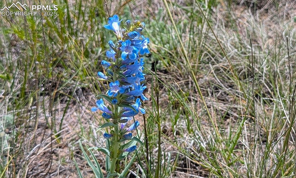 7995 Cowboy Rnch View Peyton, CO 80831 - Photo 16 of 24