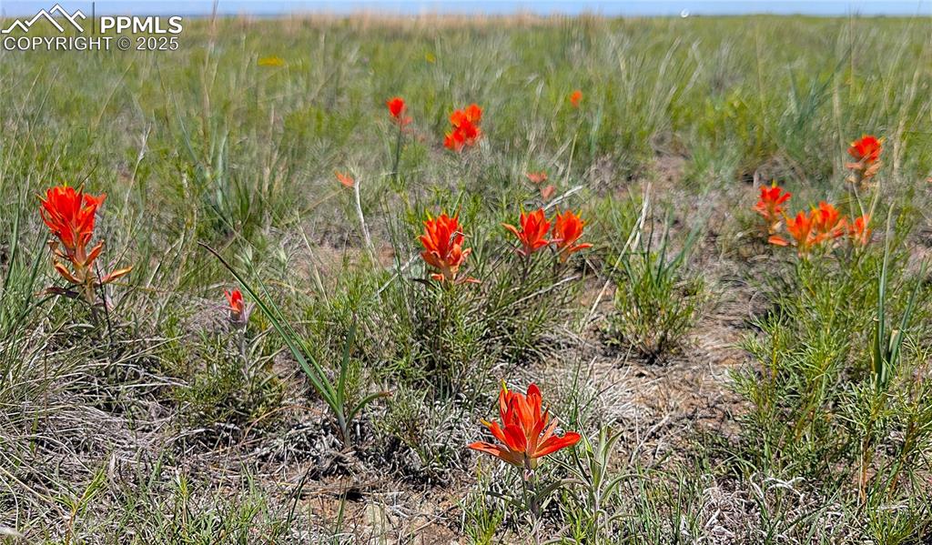 7995 Cowboy Rnch View Peyton, CO 80831 - Photo 17 of 24