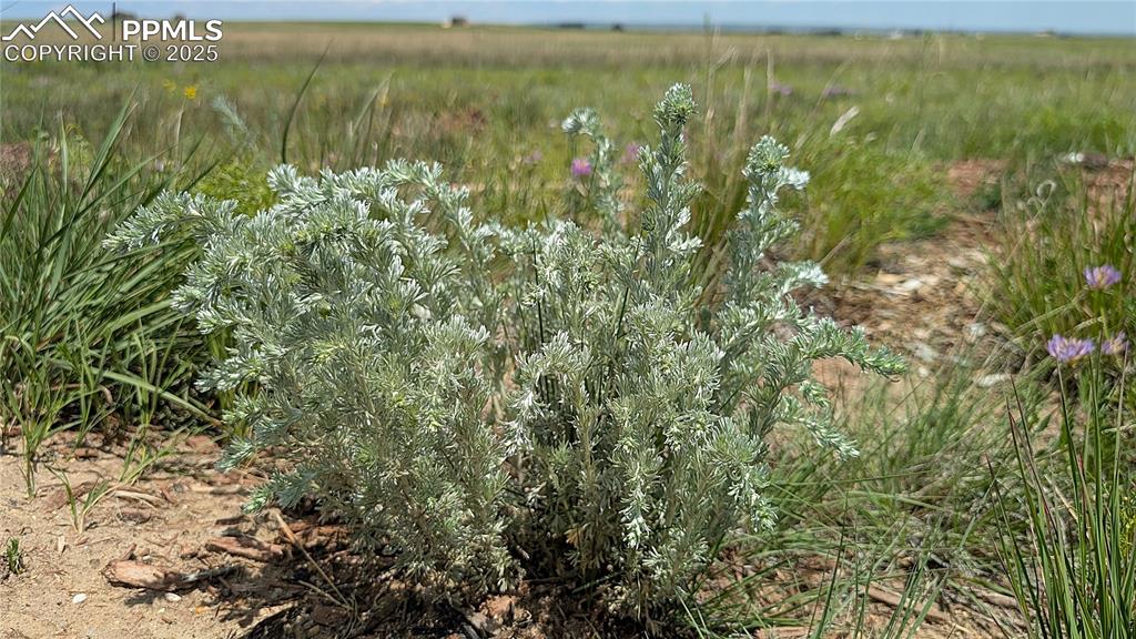 7995 Cowboy Rnch View Peyton, CO 80831 - Photo 18 of 24 a view of a lake with a yard