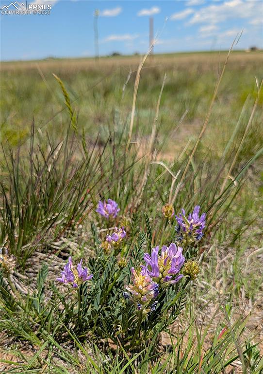 7995 Cowboy Rnch View Peyton, CO 80831 - Photo 9 of 24 a view of garden