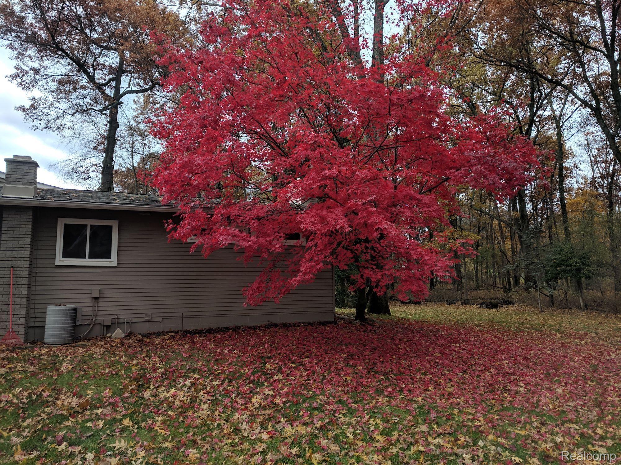 8445 Reese Road Clarkston, MI 48348 - Photo 40 of 44 Beautiful Fall Colors
