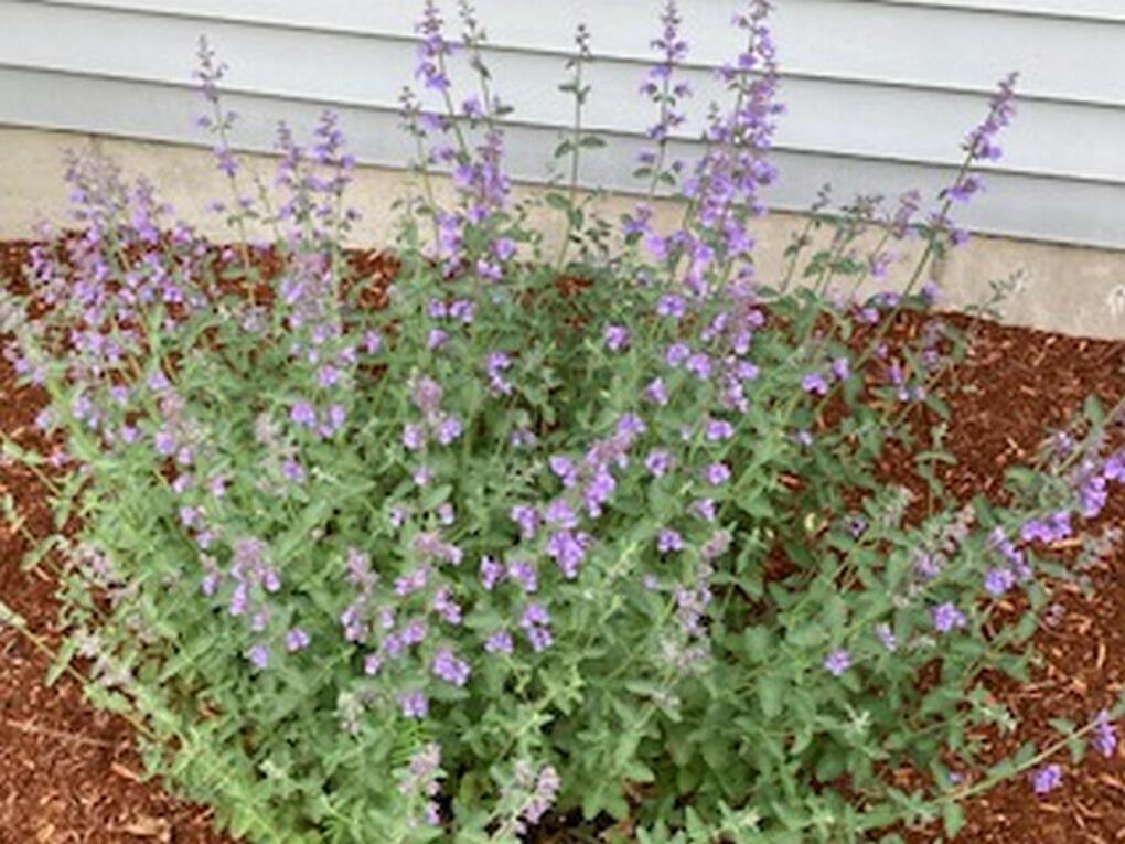 74 Town Farm Road Hampden, ME 04444 - Photo 42 of 60 IMG_1688 (Copy)