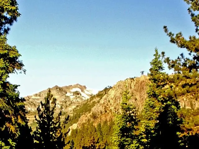 a view of a large tree