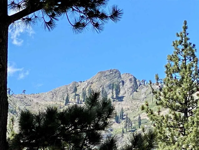 a view of a plant in a field