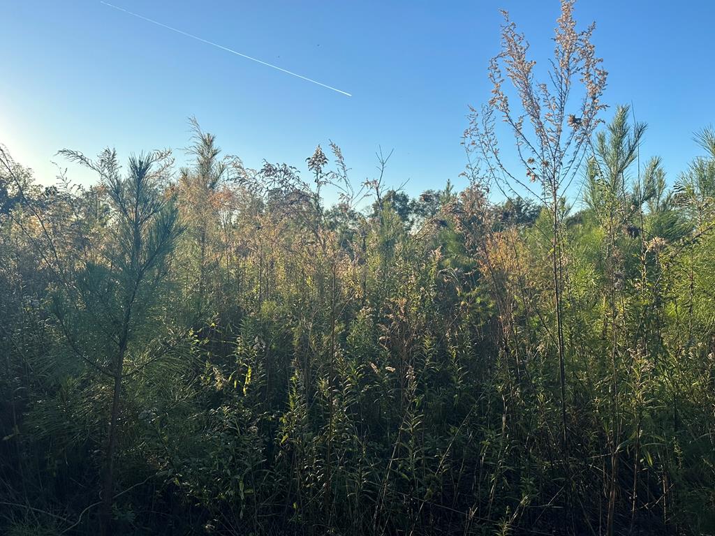 250 Adams Mill Road Clayton, AL 36016 - Photo 18 of 74