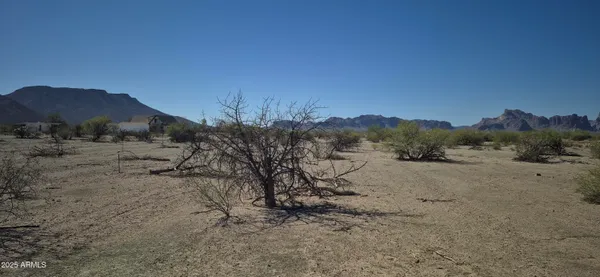 a view of a dry yard with trees in the background