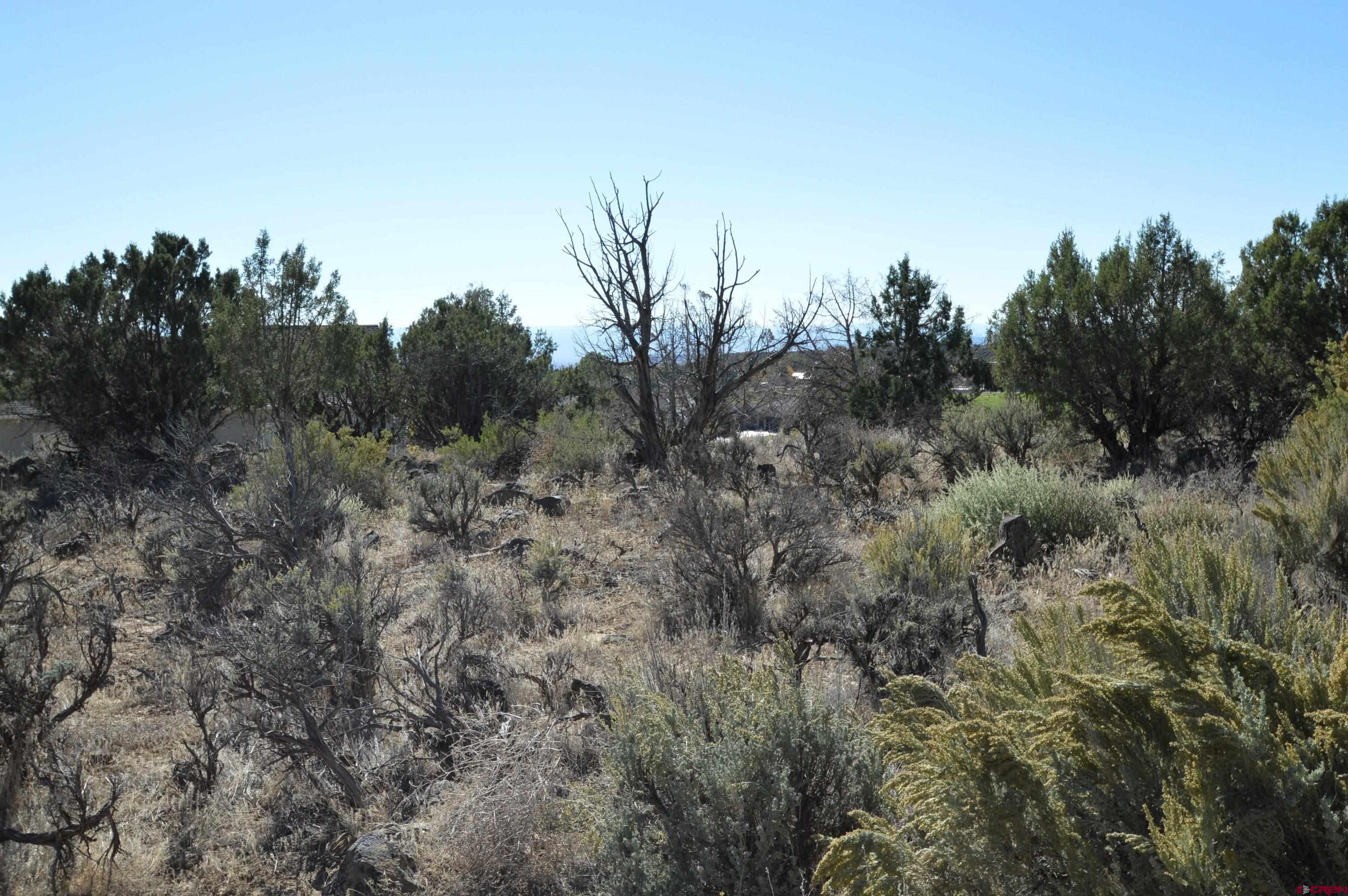 725 Southeast Pine Street Cedaredge, CO 81413 - Photo 8 of 11 a view of a forest with a tree in the background