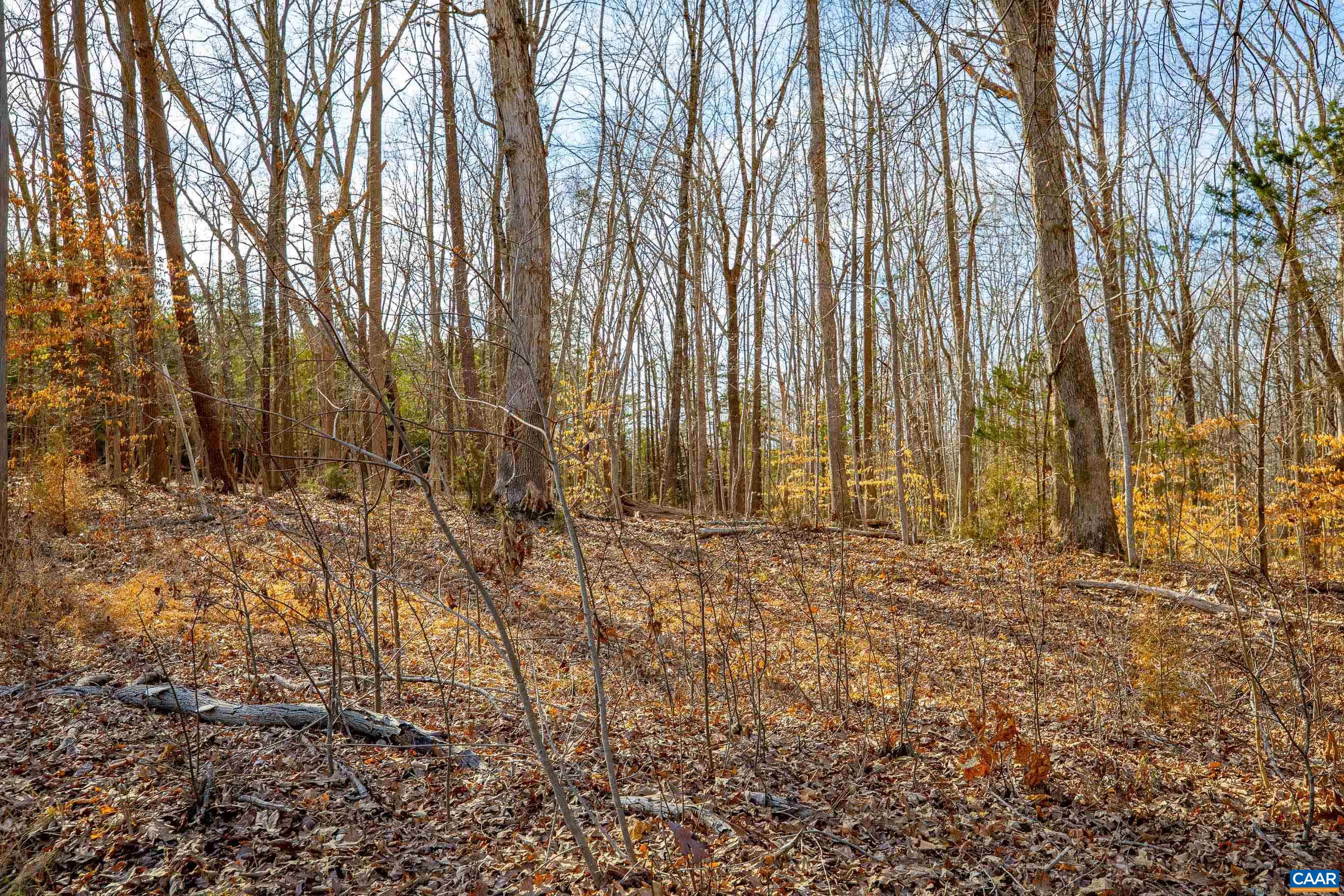 Tbd Redd Shop Road Farmville, VA 23901 - Photo 4 of 20