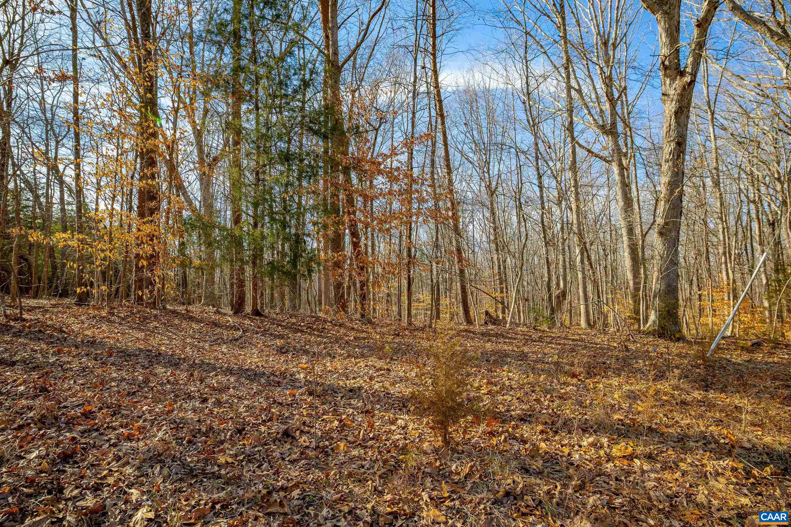 Tbd Redd Shop Road Farmville, VA 23901 - Photo 6 of 20 a view of backyard with trees