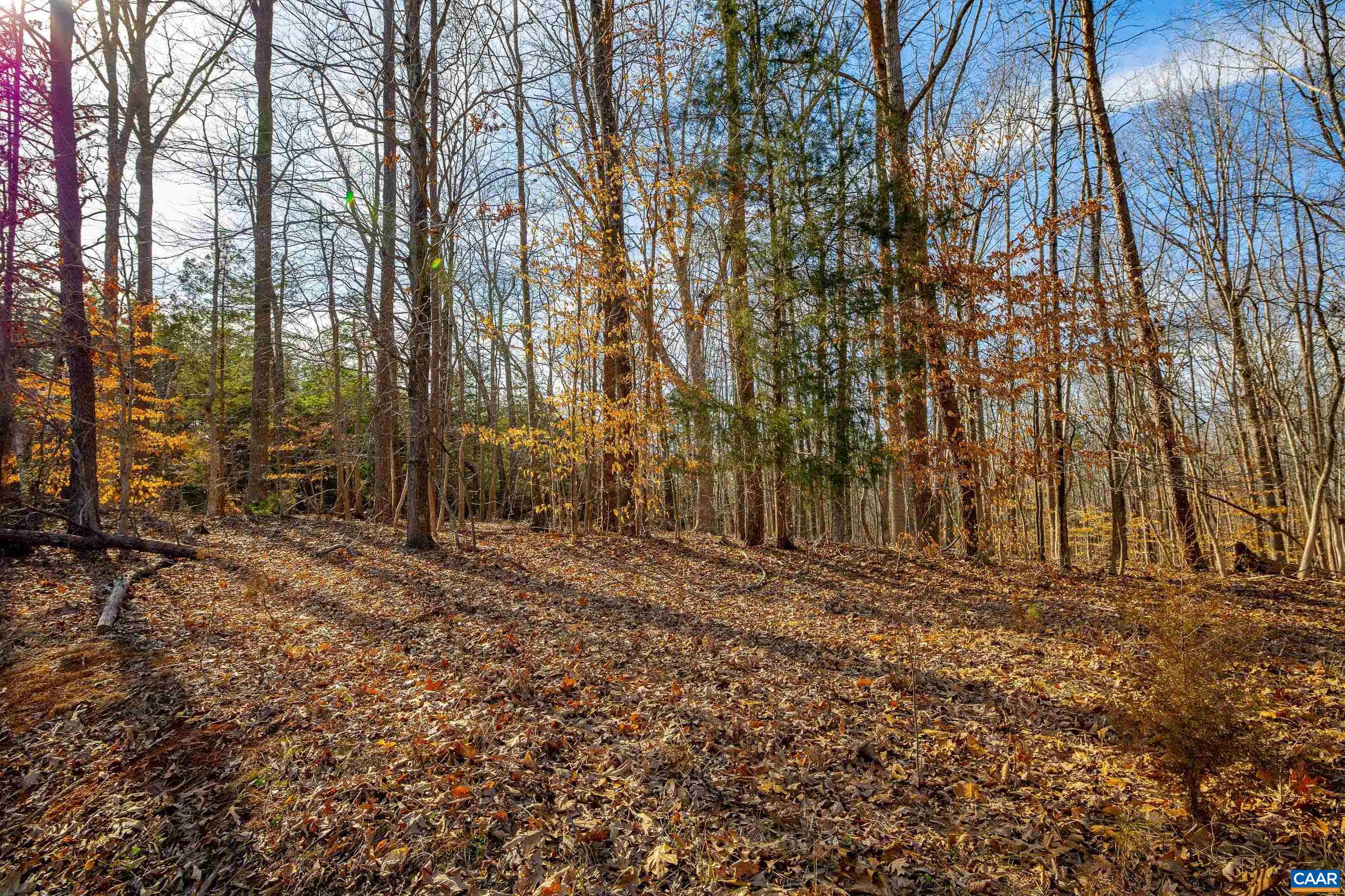 Tbd Redd Shop Road Farmville, VA 23901 - Photo 7 of 20 a view of a yard with trees