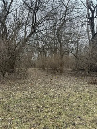 a view of a yard with trees