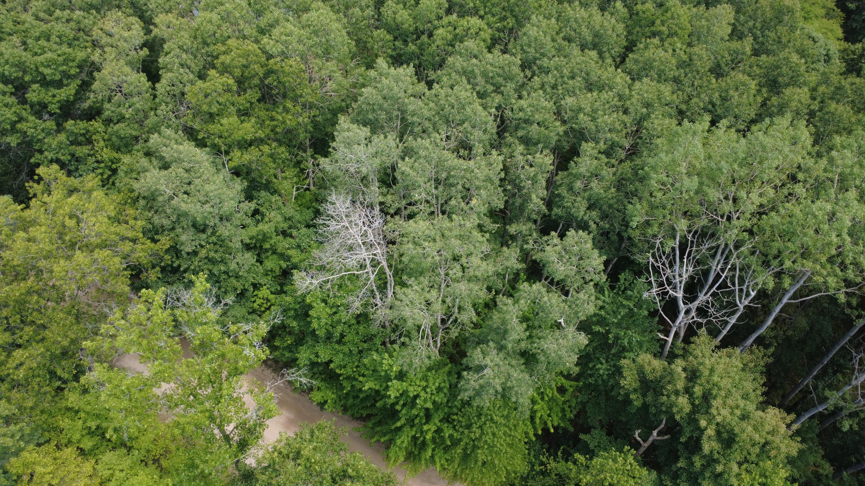 11113 Rambling Way Stanwood, MI 49346 - Photo 2 of 7 dji_fly_20260723_143028_93_1784831457797