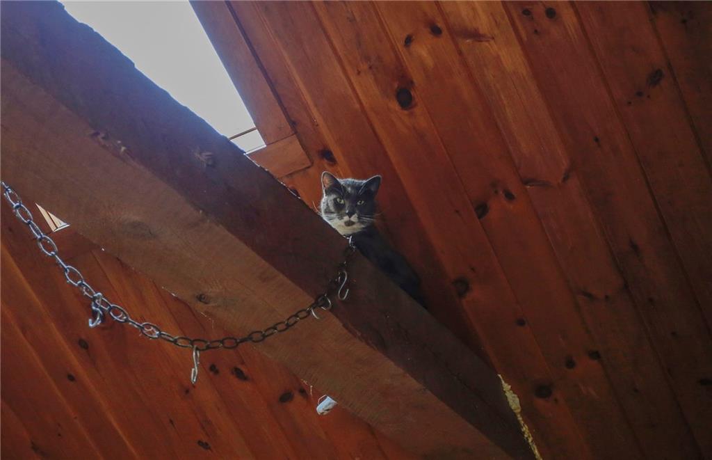 443 Curtis Road Swanville, ME 04915 - Photo 9 of 35 Here kitty, kitty, kitty.