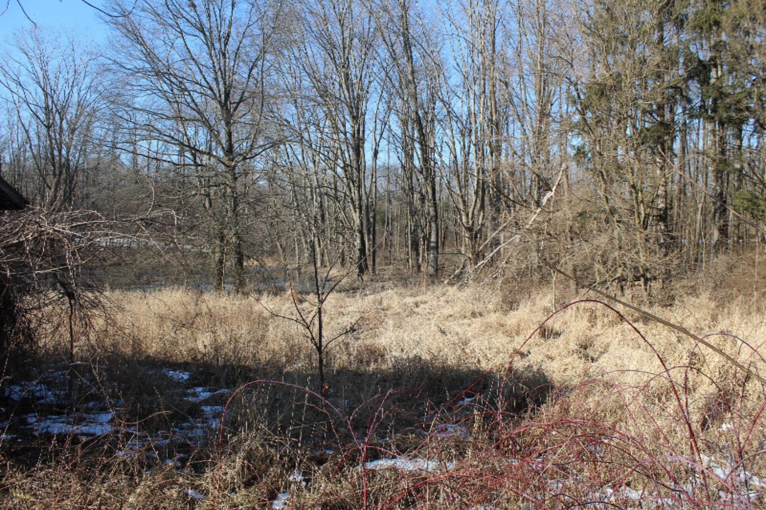 16722 Runyon Road Buchanan, MI 49107 - Photo 48 of 62 IMG_2572
