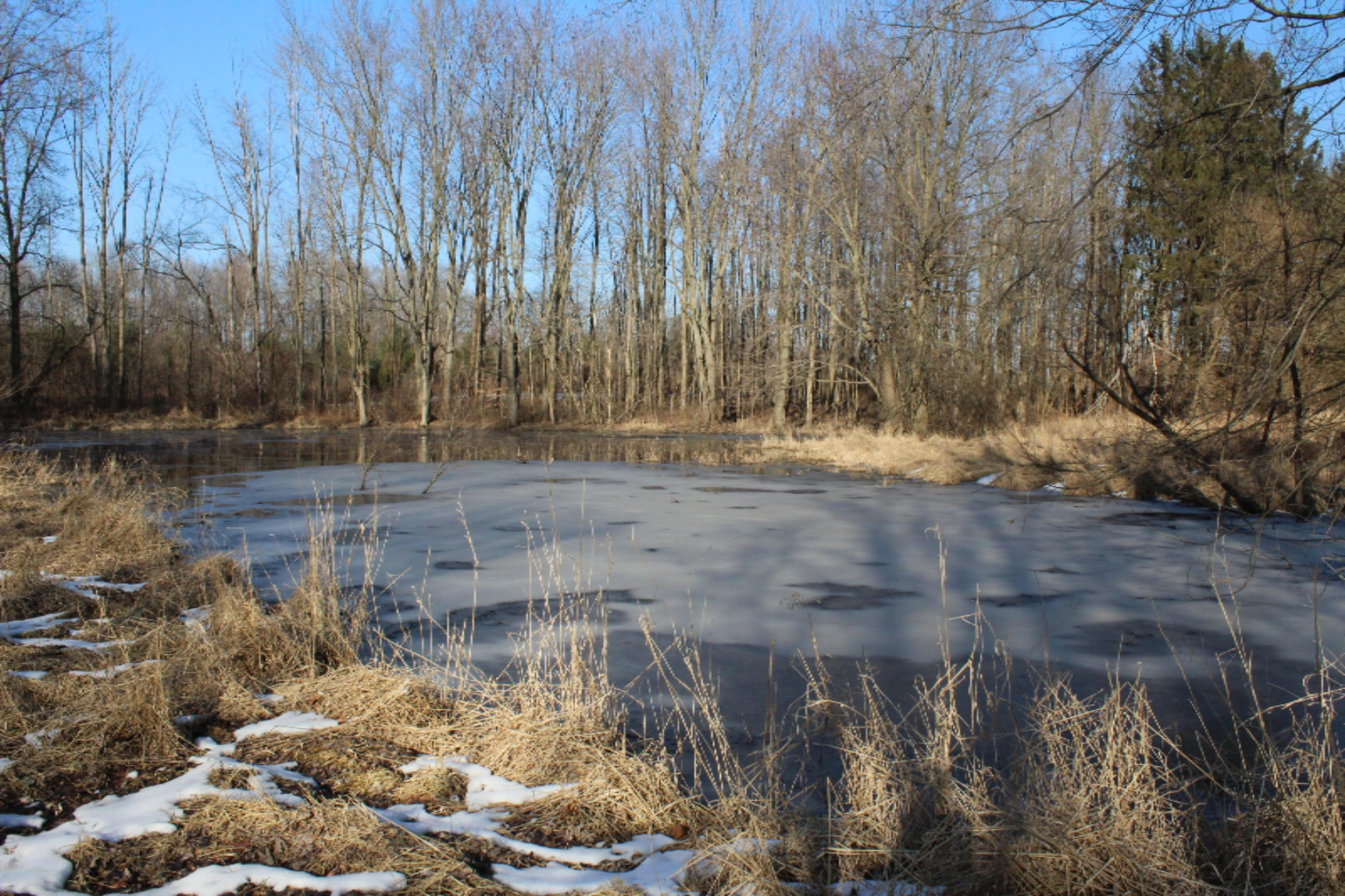 16722 Runyon Road Buchanan, MI 49107 - Photo 56 of 62 IMG_2636