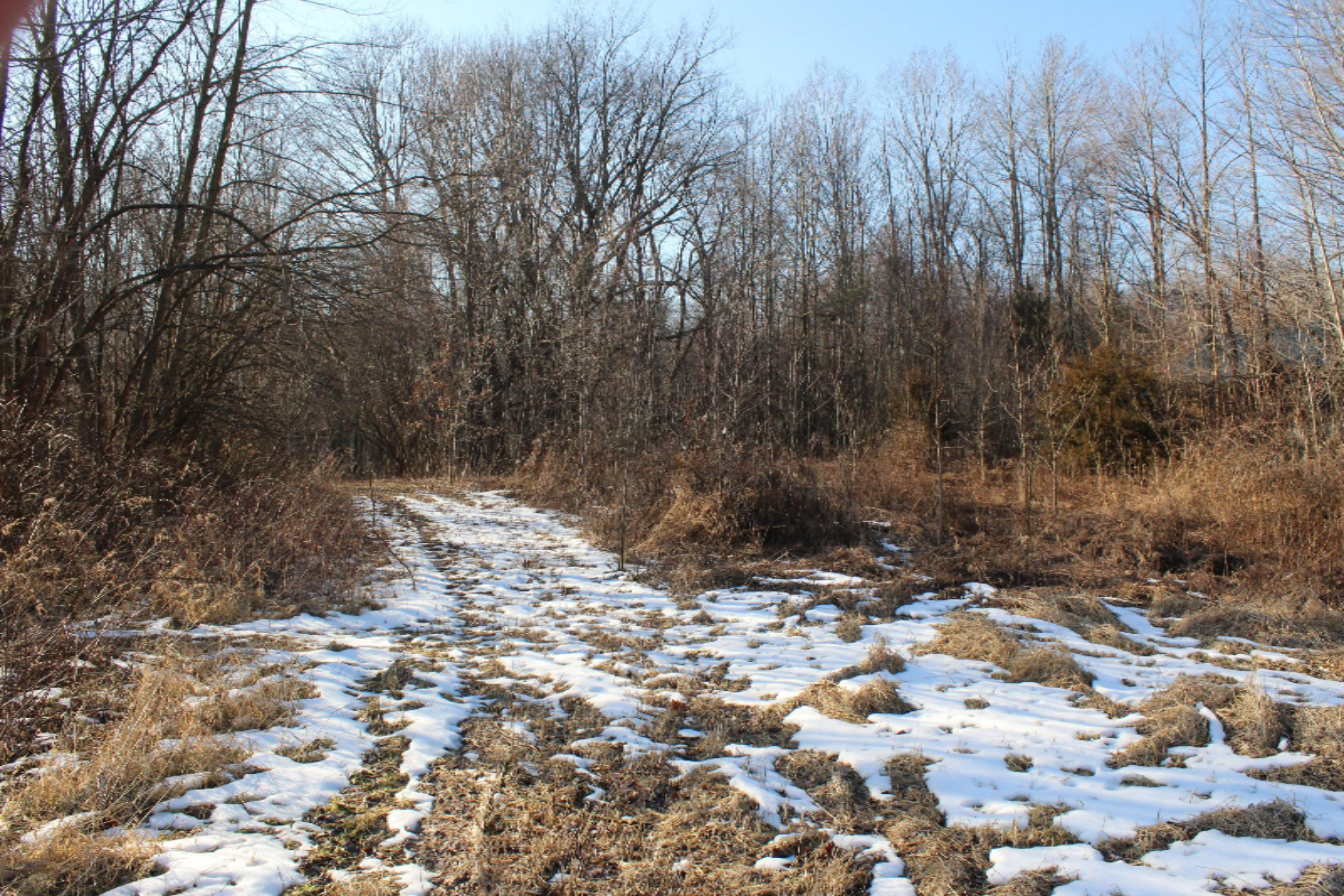 16722 Runyon Road Buchanan, MI 49107 - Photo 57 of 62 IMG_2637