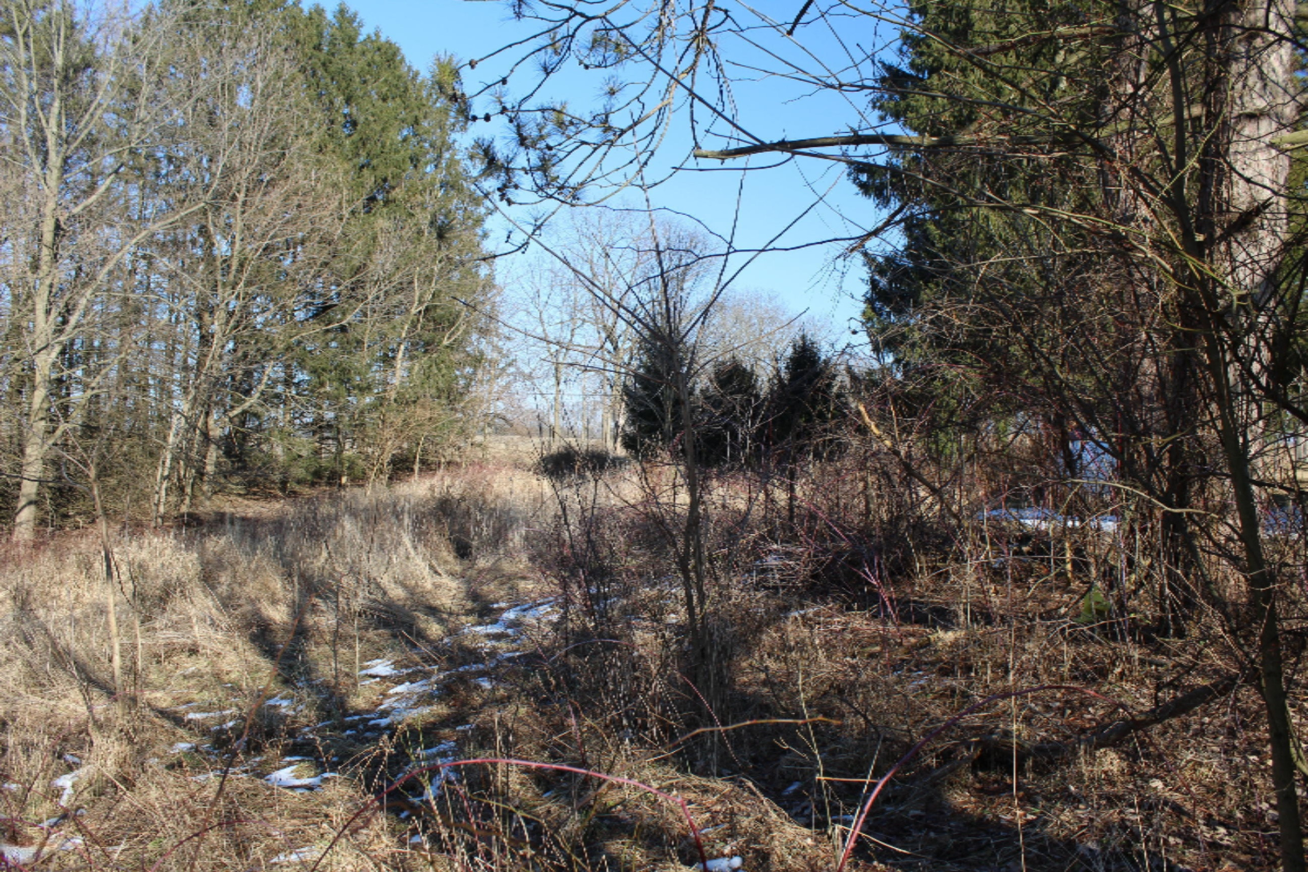 16722 Runyon Road Buchanan, MI 49107 - Photo 59 of 62 IMG_2573
