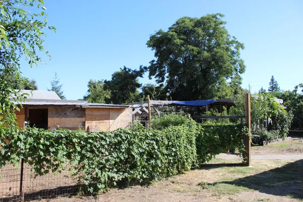 a view of a backyard with potted plants