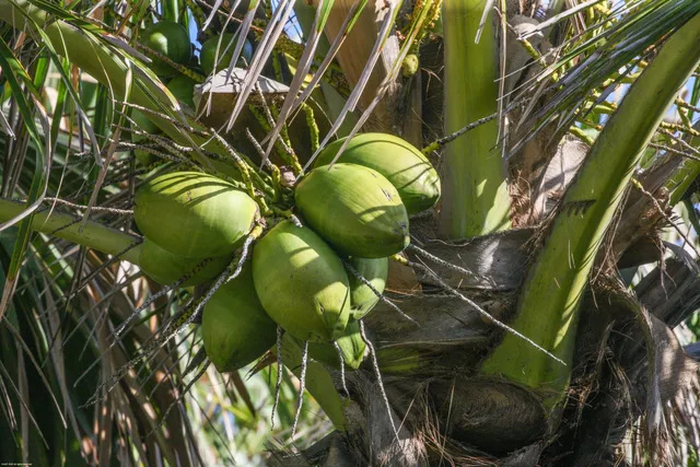 $24,000,000 | 398 South Beach Road, Jupiter Island, FL 33455