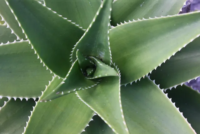 $24,000,000 | 398 South Beach Road, Jupiter Island, FL 33455