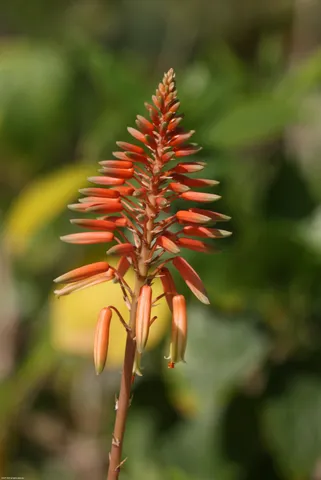 $24,000,000 | 398 South Beach Road, Jupiter Island, FL 33455