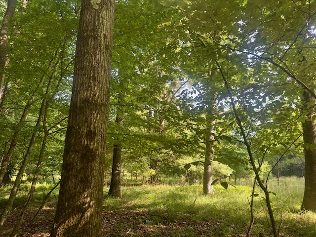 0 Neiltown Road Pleasantville, PA 16341 - Photo 1 of 11 a close up of a tree