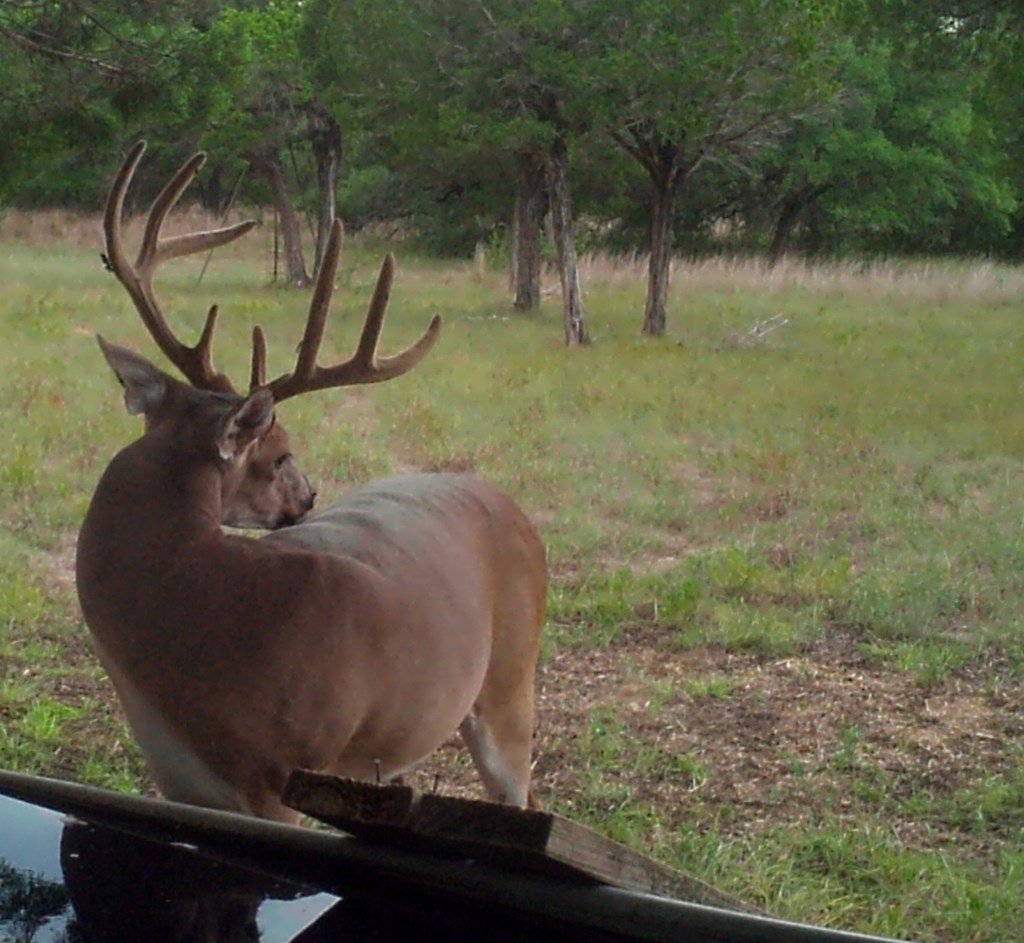 1347 Gold Road Wimberley, TX 78676 - Photo 32 of 39 Gallery Image 32