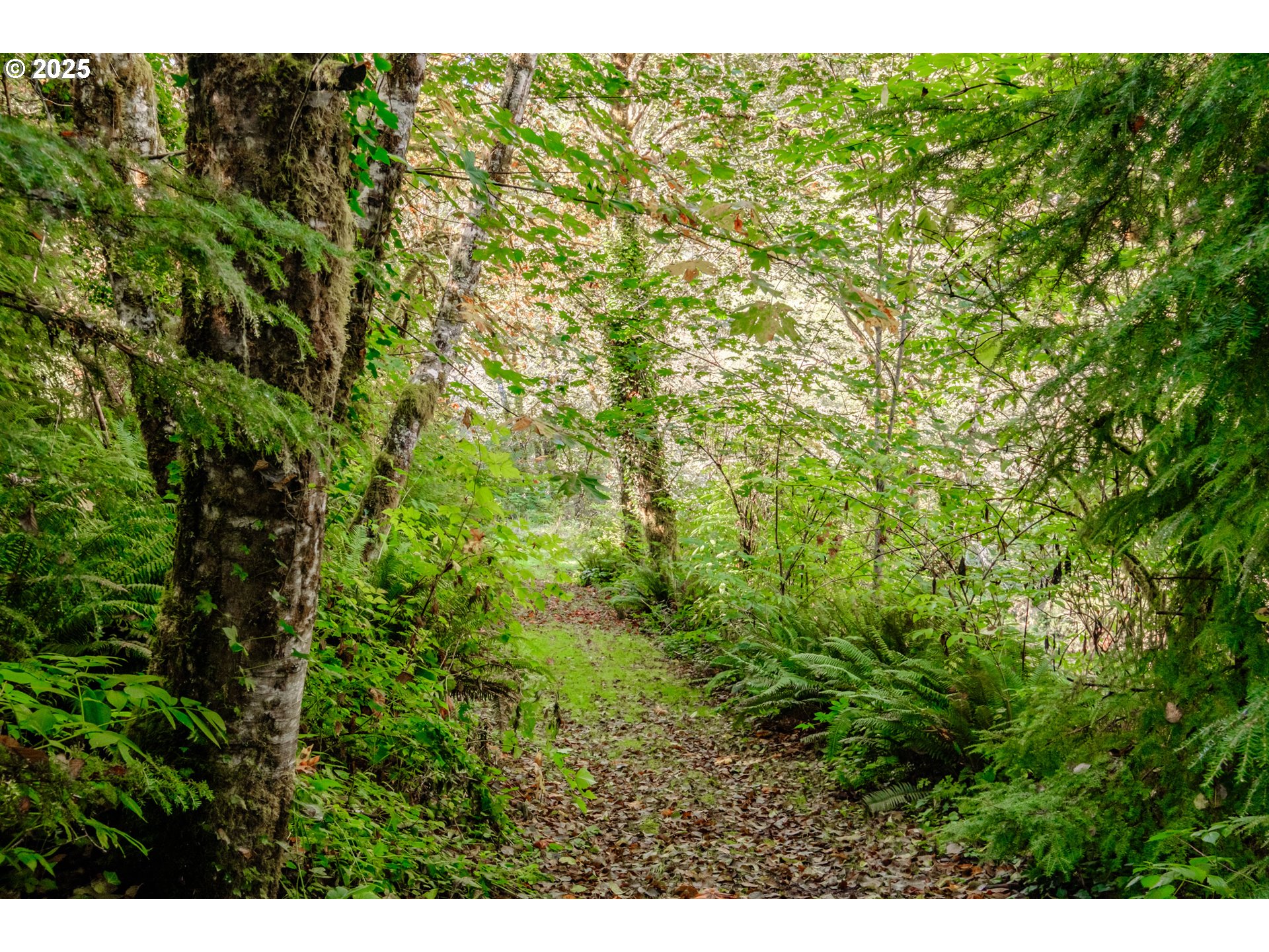 9602 Harlan Road Eddyville, OR 97343 - Photo 34 of 48 a view of a lush green forest