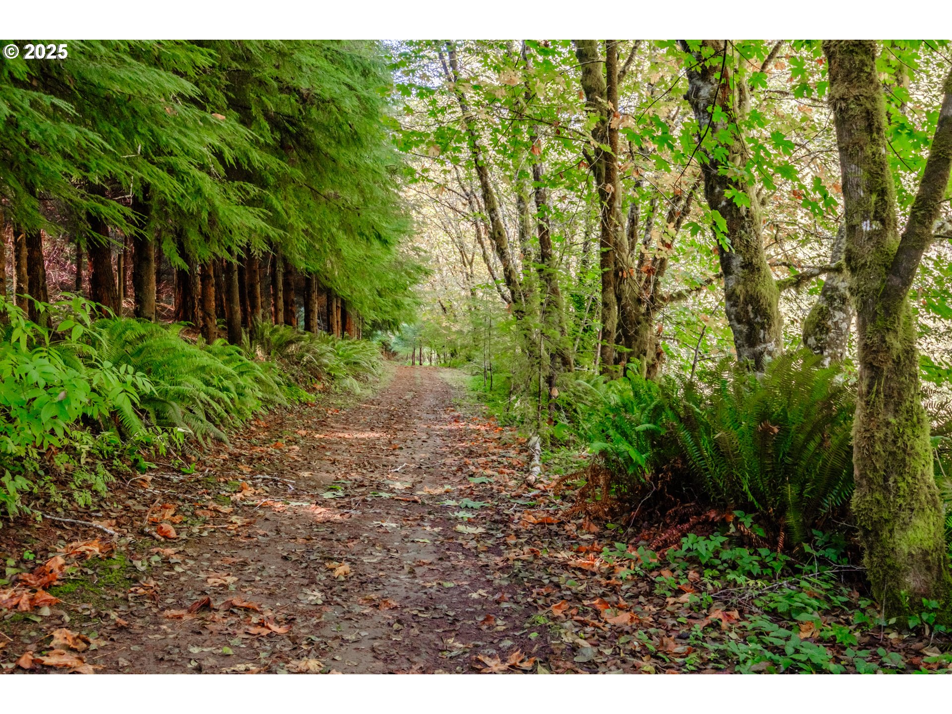 9602 Harlan Road Eddyville, OR 97343 - Photo 36 of 48 a view of a yard with plants and large trees