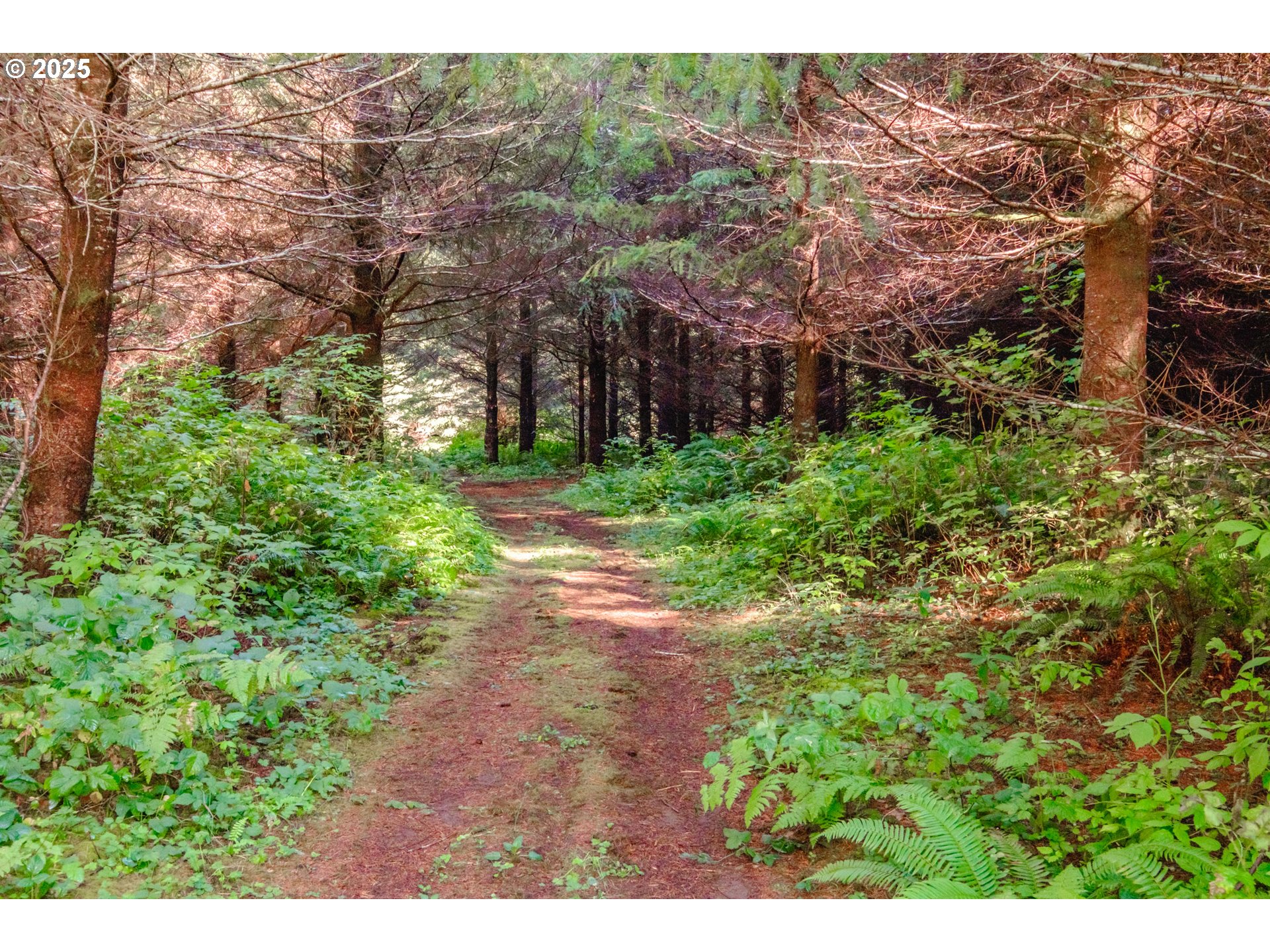 9602 Harlan Road Eddyville, OR 97343 - Photo 43 of 48 a view of a yard with plants and a bench