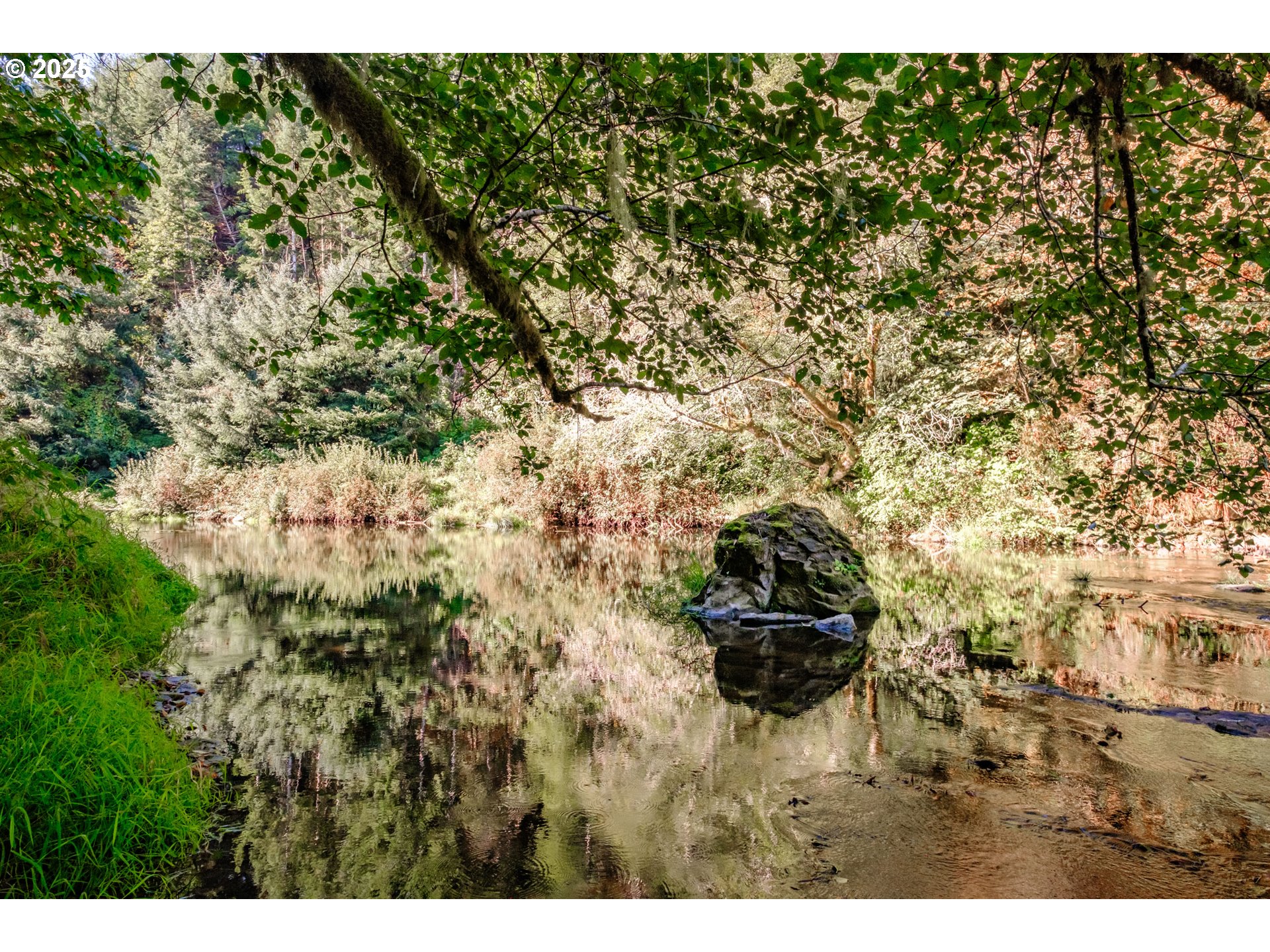 9602 Harlan Road Eddyville, OR 97343 - Photo 46 of 48 a picture of a tree
