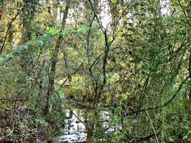 a view of a tree in a yard
